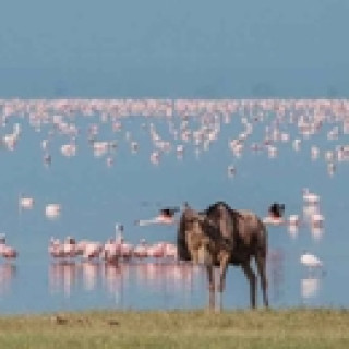 Afbeelding voor Explore Tanzania - Safari Lake Manyara