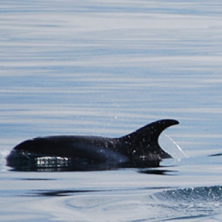 Afbeelding voor Beluga - IJsland wildlife reis