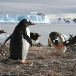 Afbeelding voor Beluga - Reis Antarctica