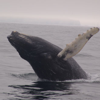 Afbeelding voor Beluga - Walvisreizen