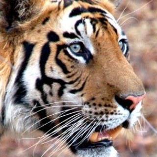 Afbeelding voor All for Nature - Ultieme tijgersafari India