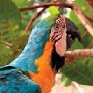 Afbeelding voor TUI - Kleurrijk Suriname