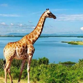 Afbeelding voor TUI - Kenia vakantie