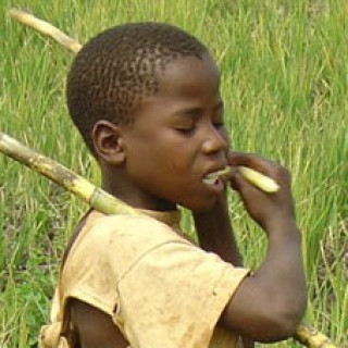 Reizen naar tropische gebieden | Tropische landen
