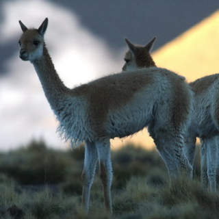 Afbeelding voor SNP - Crossing the Andes
