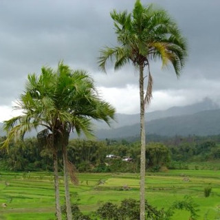 Afbeelding voor Sawadee - Afwisselend Sulawesi