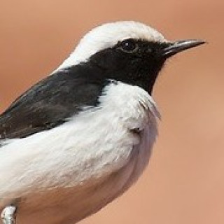 Afbeelding voor SNP - Vogelreis Marokko
