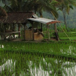 Afbeelding voor Sawadee - Familiereis Sumatra