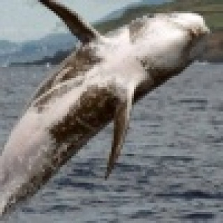 Afbeelding voor All for Nature - Dolfijnen en walvissen