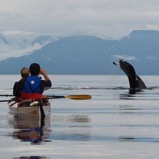Afbeelding voor Beluga - Natuurreizen Alaska