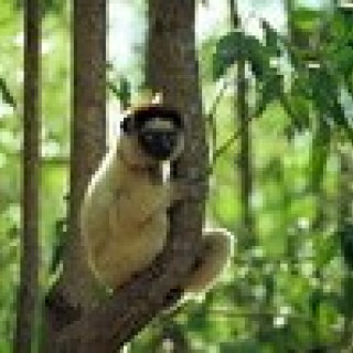 Afbeelding voor PANGEA - In het spoor van de lemuren