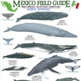 Afbeelding voor TIP - Gids Walvissen en vissen in Mexico