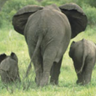 Afbeelding voor TUI - Avontuurlijke safari Afrika