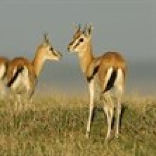 Afbeelding voor SNP - Natuurreizen Tanzania