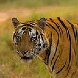 Afbeelding voor Sundowner Wildlife Reizen - Tijgers India