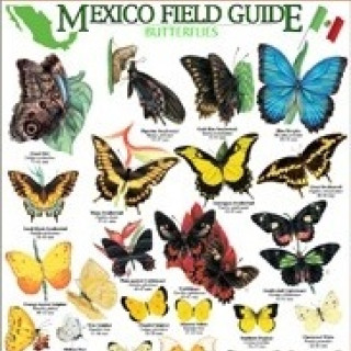 Afbeelding voor Natuurgidsen - Vlindergids Mexico (TIP)
