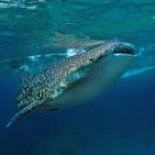 Afbeelding voor Undiscovered - Snorkel met walvishaaien