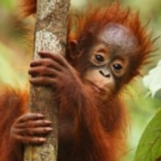 Afbeelding voor Riksja Borneo - Orang oetans bouwstenen