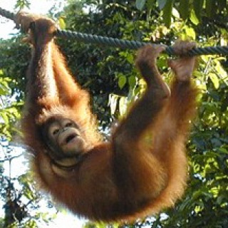 Afbeelding voor Van Verre - Sepilok orang oetans bouwsteen