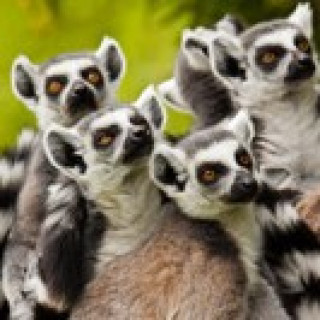 Afbeelding voor Matoke Tours - Lemuren spotten!