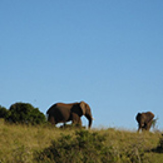 Afbeelding voor SNP - Wildlife reizen Zuid-Afrika