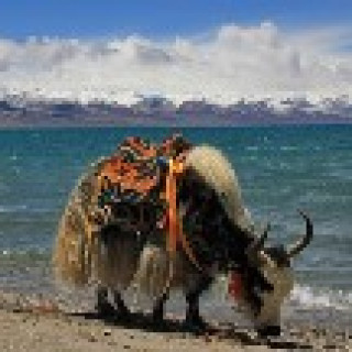 Afbeelding voor Riksja Tibet - Bouwstenen
