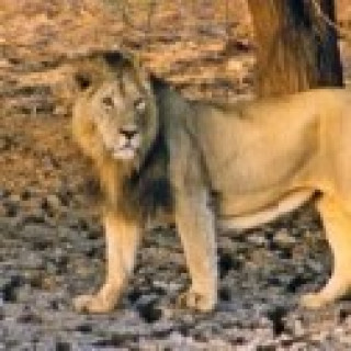 Afbeelding voor All for Nature - Tijgers, leeuwen, luipaarden