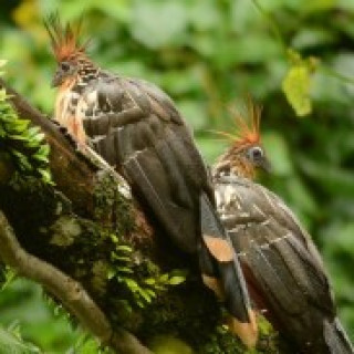 Afbeelding voor All for Nature - Peru wildlife reis