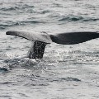 Afbeelding voor Beluga Adventures - Walvis fly-drive