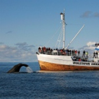 Afbeelding voor Voigt Travel - Rondreis met walvissafari
