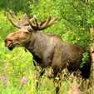 Afbeelding voor Kras - Lapland winter & zomer