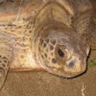 Afbeelding voor 333TRAVEL - Schildpadden excursie