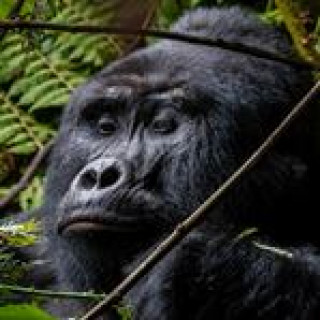 Afbeelding voor Habari - Gorilla tracking