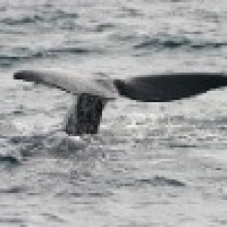 Afbeelding voor Beluga - Walvissen en vogels Vesteralen