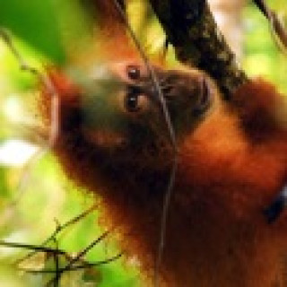 Afbeelding voor Riksja Indonesie - Bouwstenen Sumatra