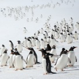 Afbeelding voor Expedition Cruises - Antarctica