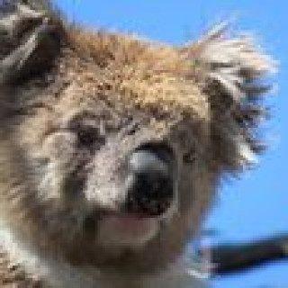 Afbeelding voor Walkabout - Koala's en kangoeroes
