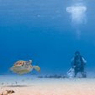 Afbeelding voor Sea Turtle Conservation Curaçao
