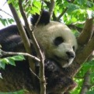 Afbeelding voor Riksja China - Panda bouwsteen