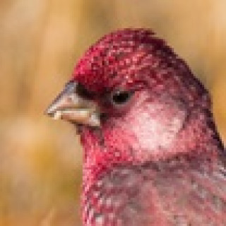 Afbeelding voor Starling Reizen - Vogelreis Georgië