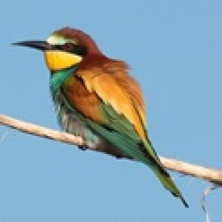 Afbeelding voor SNP - Vogelreis Alentejo