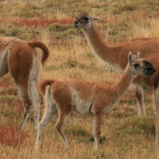Afbeelding voor SNP - Natuurreis Chili (privé)