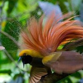 Afbeelding voor All for Nature - Paradijsvogels