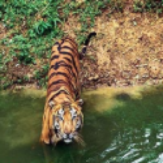 Afbeelding voor PANGEA Travel - Bijzondere tijgerreis India