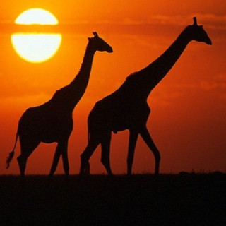 Afbeelding voor IDTravel - Safari Kenia