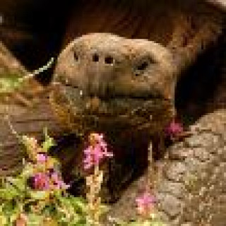 Afbeelding voor All for Nature - Natuurreis Galapagos