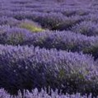 Afbeelding voor Pharos - Rondreis Provence