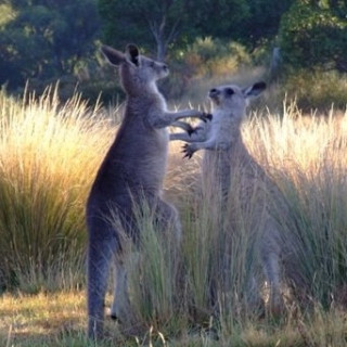 Afbeelding voor SNP - Natuurreis New South Wales