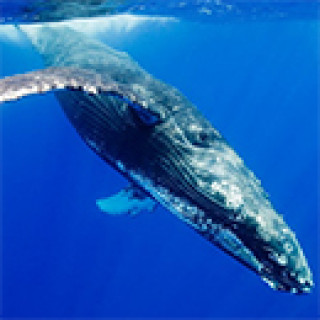 Afbeelding voor SNP - Spot walvissen vanuit Whale Rock
