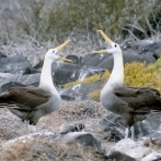 Afbeelding voor Condor Travels - Galapagos bouwsteen